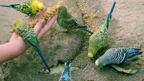 適合養在家裡的鳥|新手養鳥指南 挑選及準備要點 – 寵物百科